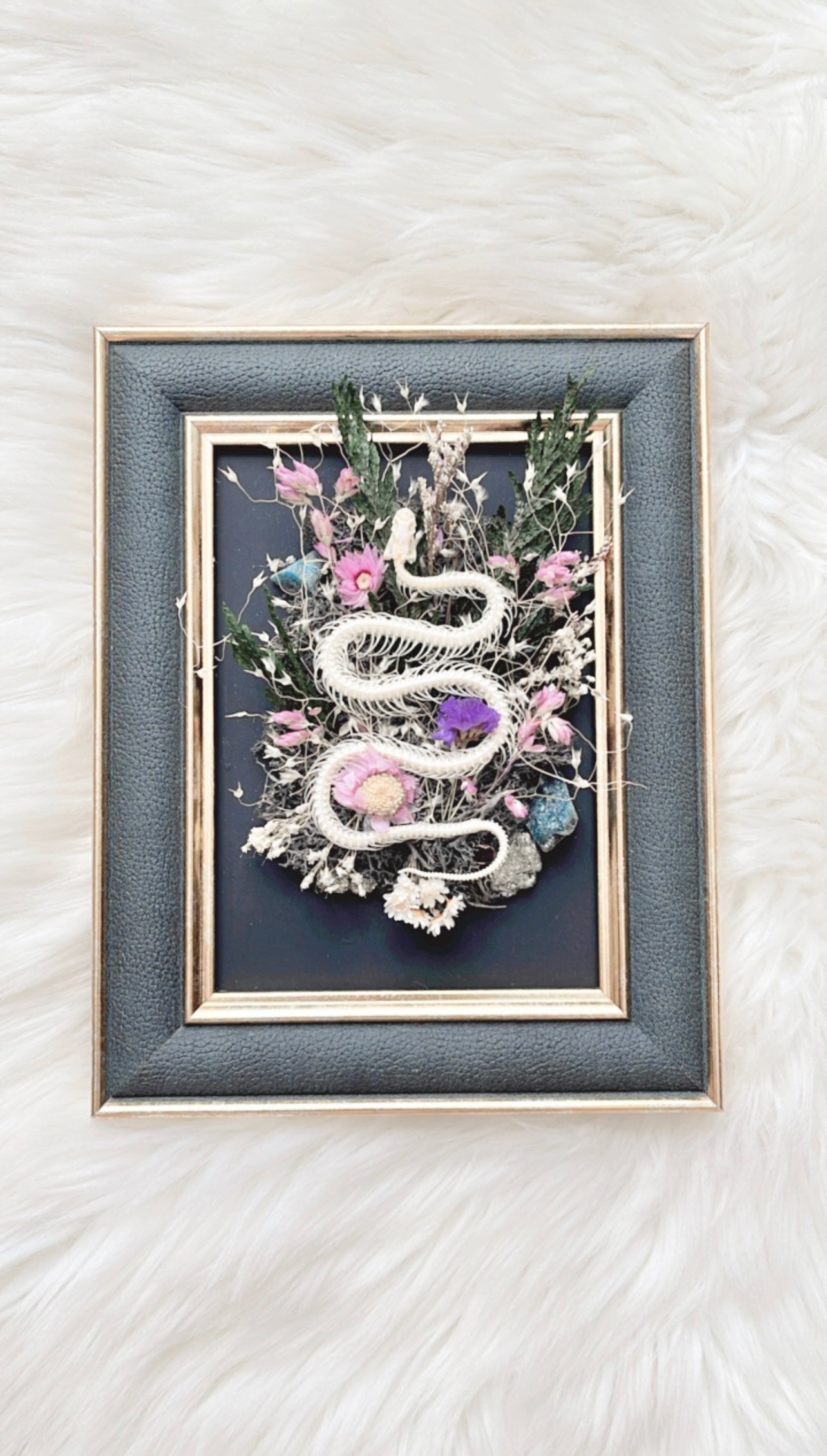 Vallie Oddities Frame <Snake Skelly>