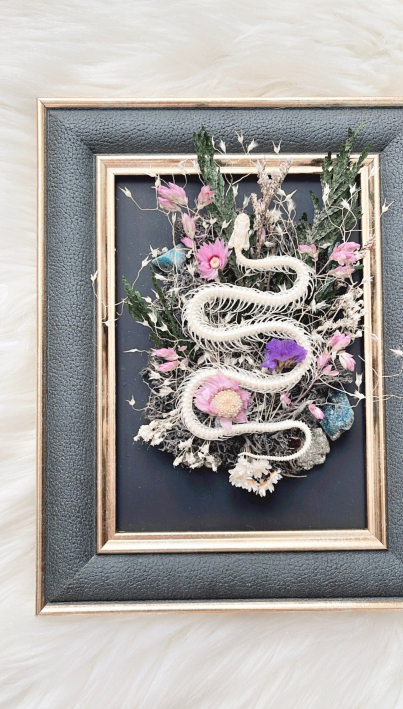 Vallie Oddities Frame <Snake Skelly>