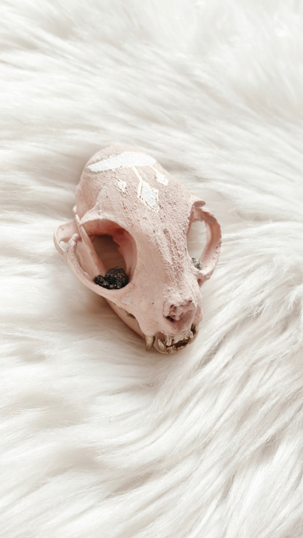 Vanessa Cat Skull