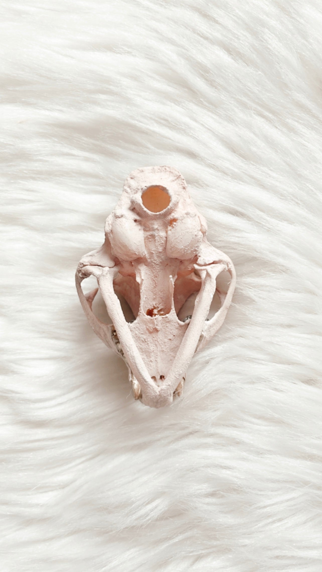 Vanessa Cat Skull