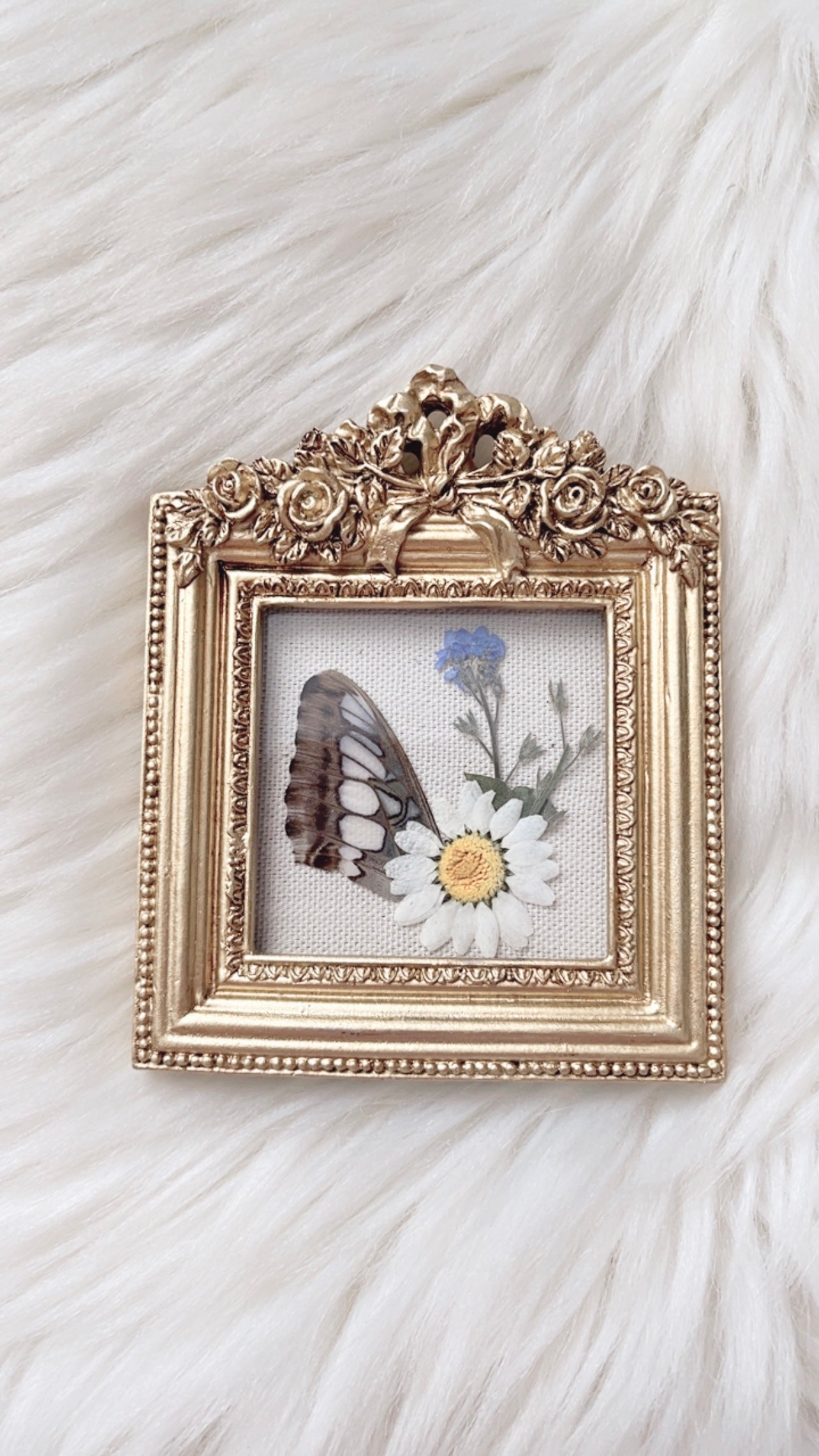 Vera Butterfly Ornate Frame