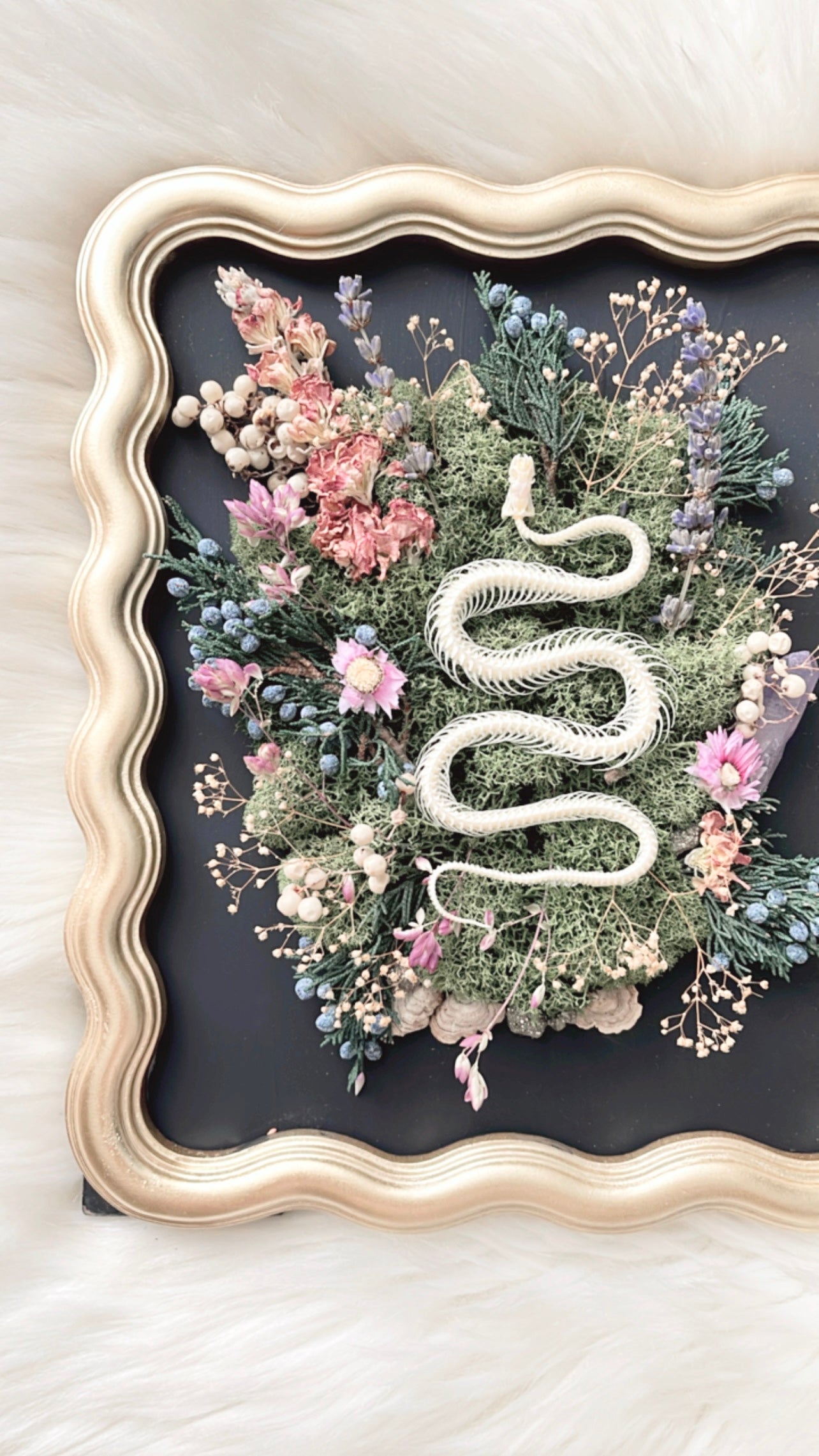 Vivienne Oddities Frame <Snake Skelly>