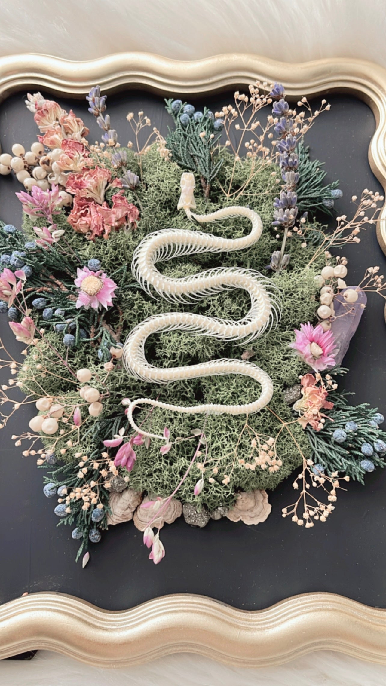 Vivienne Oddities Frame <Snake Skelly>