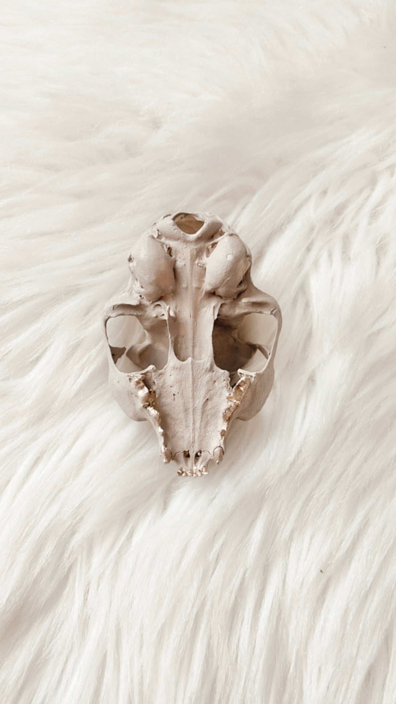 Wanda Cat Skull